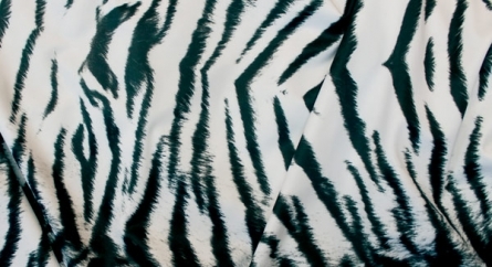 Serengetie Tiger